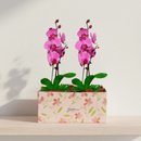 Dupla de Orquídeas Pink