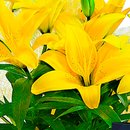 Lírio Amarelo Plantado e Cartão Feliz Dia dos Pais