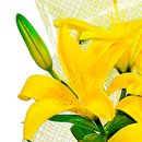 Lírio Amarelo Plantado e Cartão Feliz Dia dos Pais