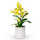 Orquídea Chuva de Ouro Garbo