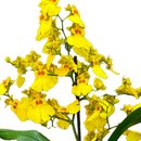 Orquídea Chuva de Ouro Garbo