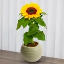 Girassol Plantado no Vaso Garden