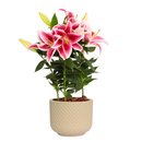 Lirio Pink Plantado no Vaso Garden