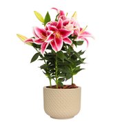 Lirio Pink Plantado no Vaso Garden