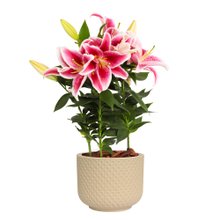 Lirio Pink Plantado no Vaso Garden