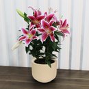 Lirio Pink Plantado no Vaso Garden