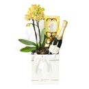 Box Sublime Combinação