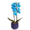 Orquídea Phalaenopsis Azul Decore