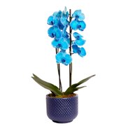 Orquídea Phalaenopsis Azul Decore