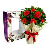 Vaso de Mini Rosa Vermelha na Bag Floral