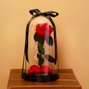 Fabulosa Rosa Encantada Vermelha