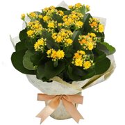Kalanchoe Amarelo Plantado Presente