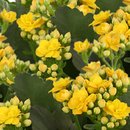 Kalanchoe Amarelo Plantado Presente