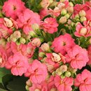 Kalanchoe Cor de Rosa Plantado Presente
