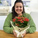 Kalanchoe Vermelho Plantado Presente