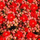 Kalanchoe Vermelho Plantado Presente