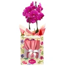 Orquídea Phalaenopsis Pink na Bag Pétalas