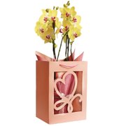 Orquídea Phalaenopsis Amarela na Sacola Rosa