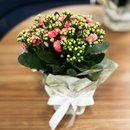 Almofada Mãe Te Amo e Kalanchoe Cor de Rosa