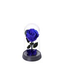 A Bela Rosa Encantada Azul e Livro Café com Deus Pai