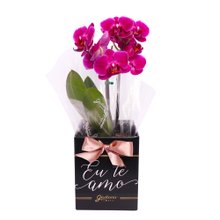 Orquídea Phalaenopsis Pink no Box Eu Te Amo