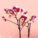 Orquídea Phalaenopsis Mesclada no Box Eu Te Amo