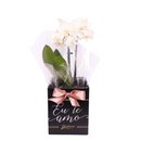 Orquídea Phalaenopsis Branca no Box Eu Te Amo