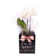 Orquídea Phalaenopsis Branca no Box Eu Te Amo