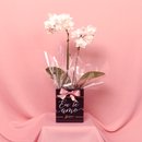 Orquídea Phalaenopsis Branca no Box Eu Te Amo