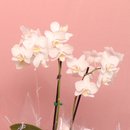 Orquídea Phalaenopsis Branca no Box Eu Te Amo