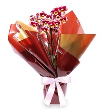 Mini Orquídea Rara Mesclada Virtuosa