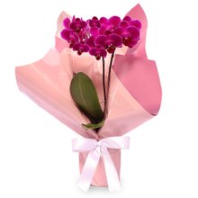 Mini Orquídea Rara Lilás Virtuosa