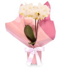 Mini Orquídea Rara Branca Virtuosa