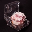 Diamante de Mini Rosa Encantada Cor de Rosa