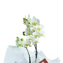 Kit Mini Rara Branca e Vinho Violette e Bombom Giuliana Flores