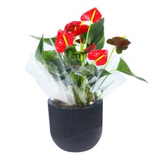 Antúrio Vermelho Plantado no Vaso Elegância