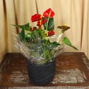 Antúrio Vermelho Plantado no Vaso Elegância