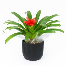 Bromélia Plantada no Vaso Clássico