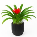 Bromélia Plantada no Vaso Clássico