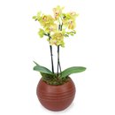 Deslumbrante Mini Orquídea Plantada no Vaso Rústico