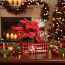 Kit Merry Christmas com Flor de Natal Poinsétia e Panettone