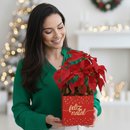 Flor de Natal Poinsétia no Box