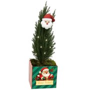 Pinheirinho Iluminado de Natal