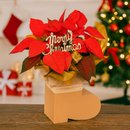 Flor de Natal Poinsétia na Botinha Merry Christmas