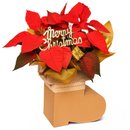 Flor de Natal Poinsétia na Botinha Merry Christmas