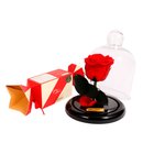 Mini Rosa Encantada Vermelha e Gingercandy Biscoitê