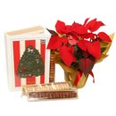 Flor de Natal Poinsétia e Livro Doces Memórias Biscoitê