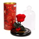 Mini Rosa Encantada Vermelha e Pedaccio Biscoitê