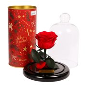 Mini Rosa Encantada Vermelha e Pedaccio Biscoitê