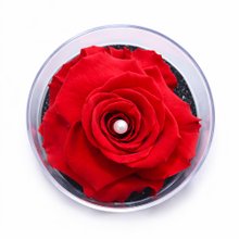 Carisma de Rosa Encantada Vermelha